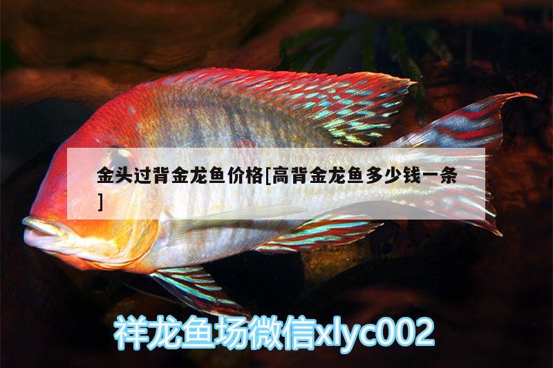 金頭過(guò)背金龍魚價(jià)格[高背金龍魚多少錢一條] 高背金龍魚