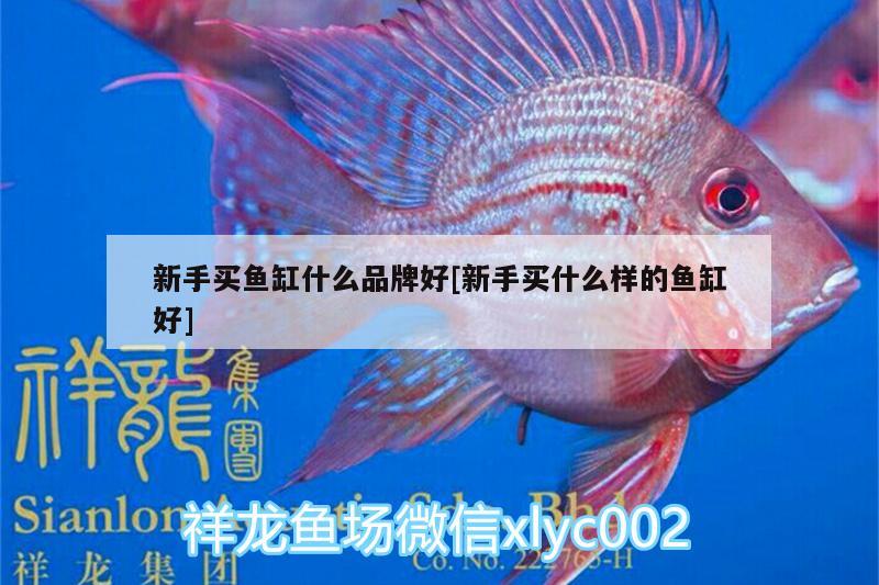 新手買魚(yú)缸什么品牌好[新手買什么樣的魚(yú)缸好] 廣州觀賞魚(yú)魚(yú)苗批發(fā)市場(chǎng)