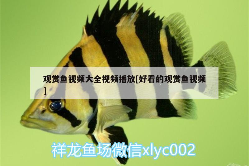 觀賞魚(yú)視頻大全視頻播放[好看的觀賞魚(yú)視頻] 黑桃A魚(yú)