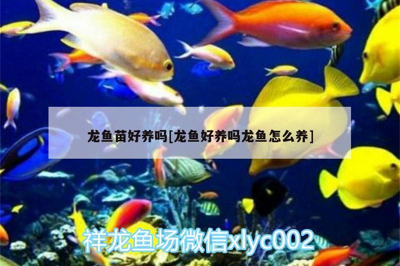 龍魚苗好養(yǎng)嗎[龍魚好養(yǎng)嗎龍魚怎么養(yǎng)] 申古三間魚