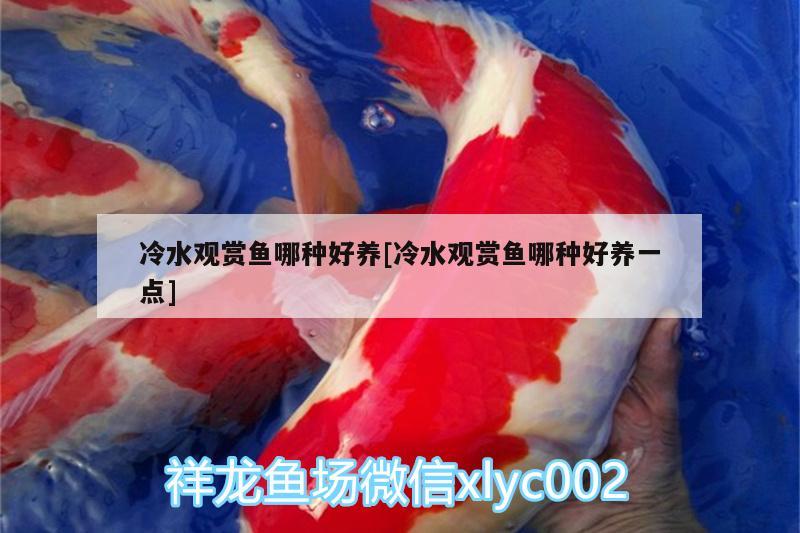 冷水觀賞魚哪種好養(yǎng)[冷水觀賞魚哪種好養(yǎng)一點] 白寫錦鯉魚