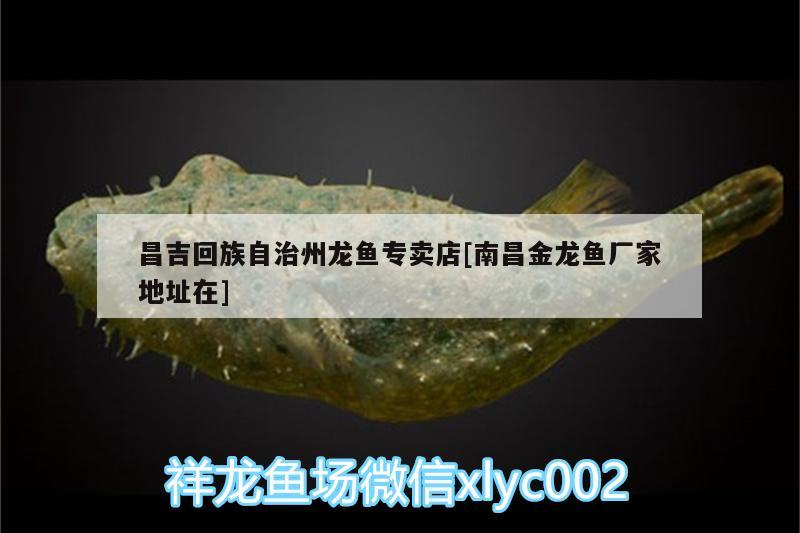 昌吉回族自治州龍魚專賣店[南昌金龍魚廠家地址在] 刀魚魚