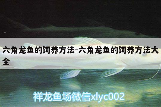 六角龍魚的飼養(yǎng)方法:六角龍魚的飼養(yǎng)方法大全 鸚鵡魚