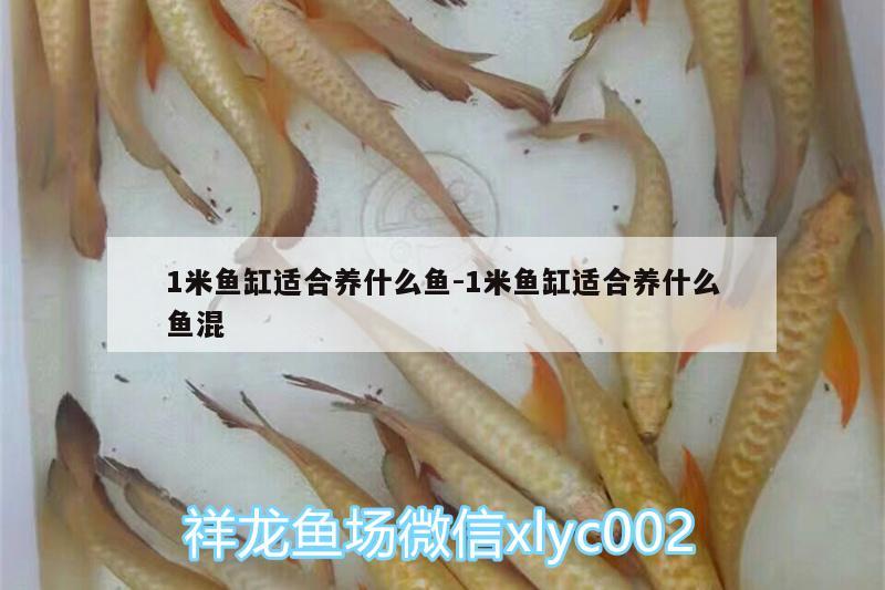 1米魚缸適合養(yǎng)什么魚:1米魚缸適合養(yǎng)什么魚混