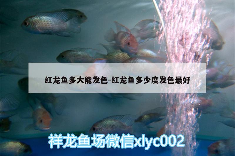 紅龍魚多大能發(fā)色:紅龍魚多少度發(fā)色最好 觀賞龜/鱉飼料