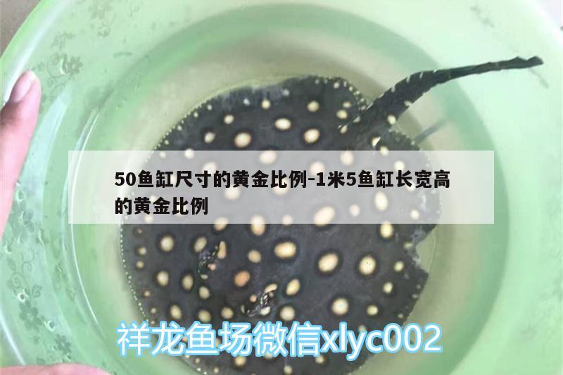 50魚缸尺寸的黃金比例:1米5魚缸長寬高的黃金比例 蝴蝶鯉魚苗