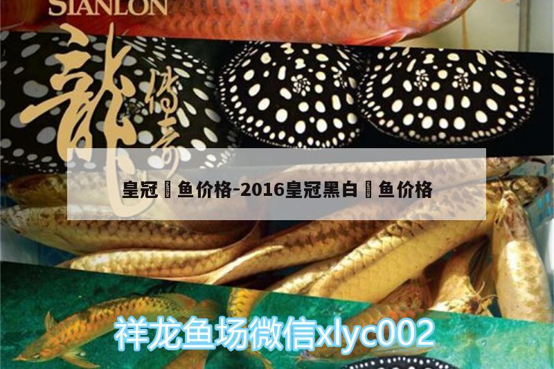 皇冠魟魚價格:2016皇冠黑白魟魚價格 皇冠黑白魟魚