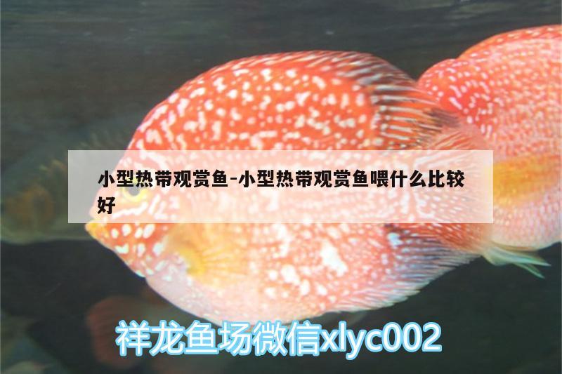 小型熱帶觀賞魚:小型熱帶觀賞魚喂什么比較好