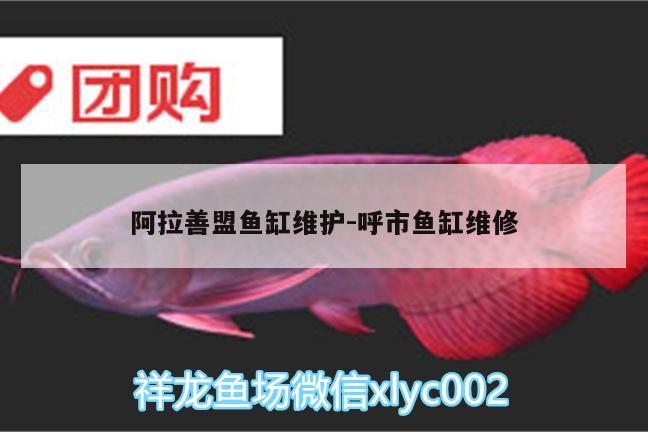 阿拉善盟魚缸維護(hù):呼市魚缸維修 鐵甲武士