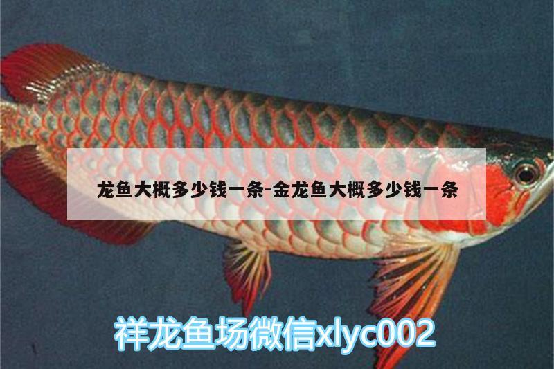 龍魚大概多少錢一條:金龍魚大概多少錢一條 祥龍魚場