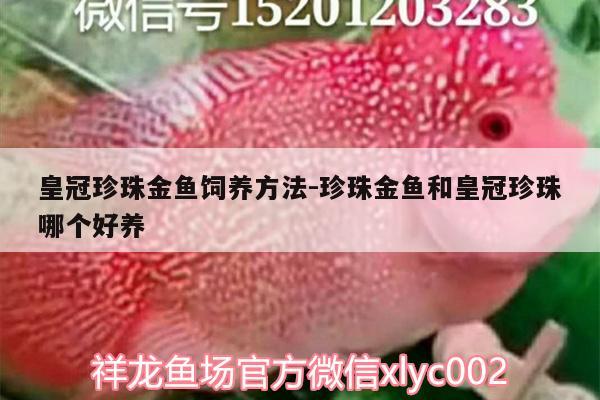 皇冠珍珠金魚飼養(yǎng)方法:珍珠金魚和皇冠珍珠哪個好養(yǎng)