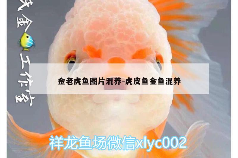 金老虎魚圖片混養(yǎng):虎皮魚金魚混養(yǎng) 虎魚百科