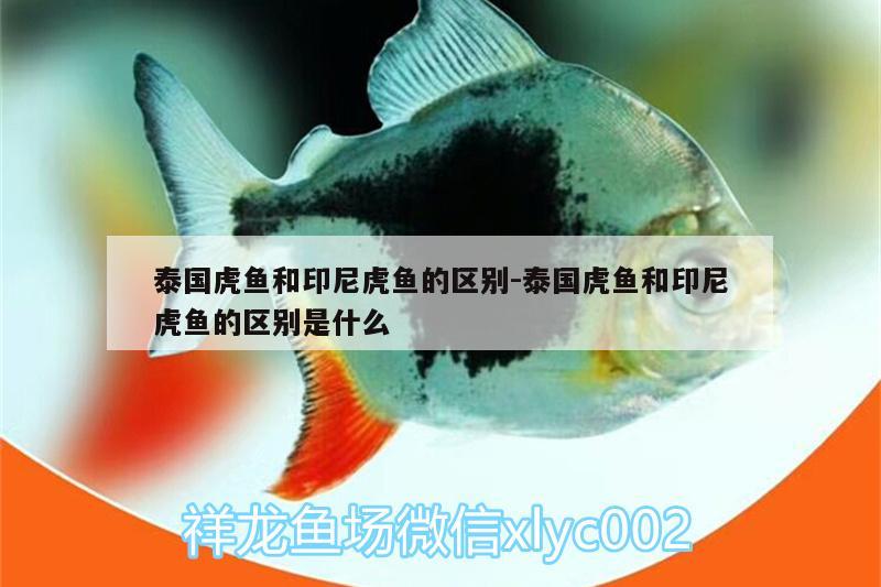 泰國虎魚和印尼虎魚的區(qū)別:泰國虎魚和印尼虎魚的區(qū)別是什么