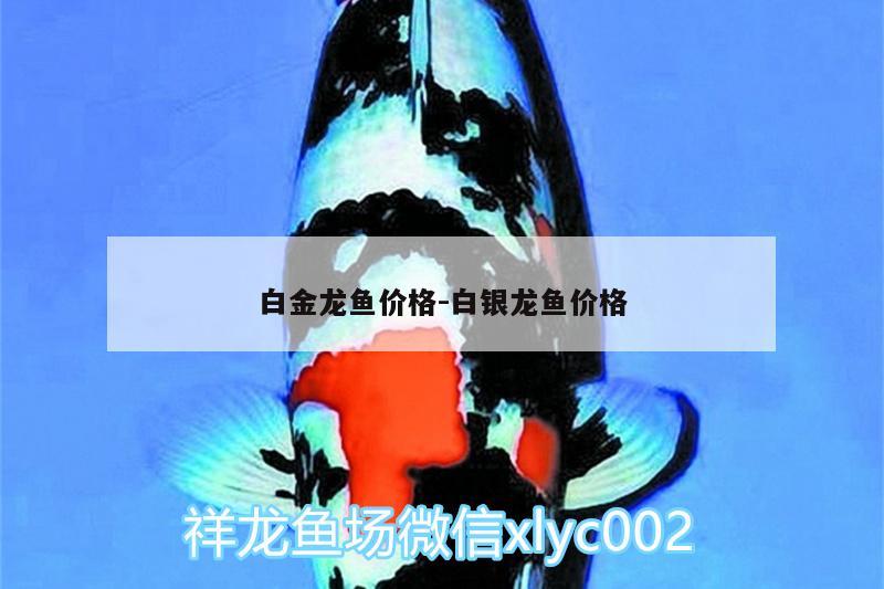 白金龍魚價格:白銀龍魚價格