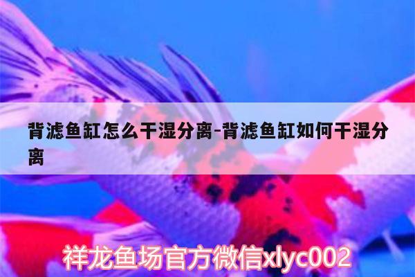 背濾魚(yú)缸怎么干濕分離:背濾魚(yú)缸如何干濕分離