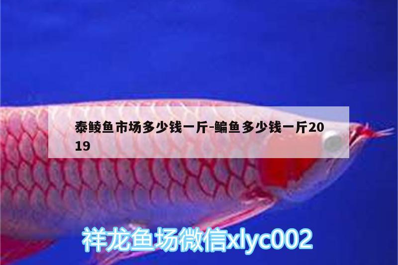 泰鯪魚(yú)市場(chǎng)多少錢(qián)一斤:鳊魚(yú)多少錢(qián)一斤2019 印尼三紋虎