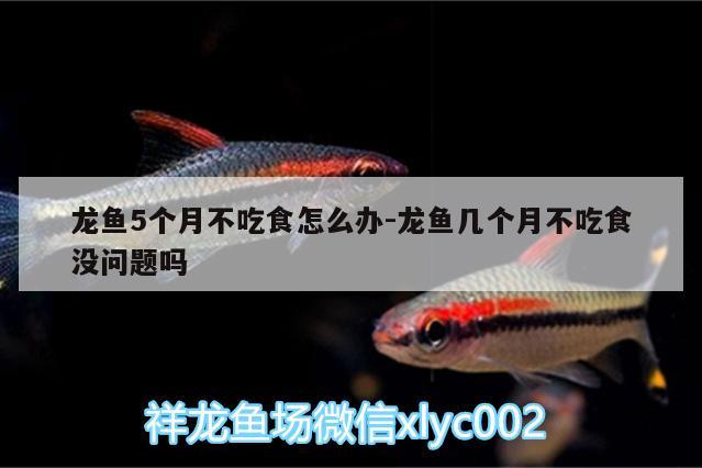 龍魚5個月不吃食怎么辦:龍魚幾個月不吃食沒問題嗎