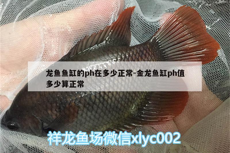 龍魚魚缸的ph在多少正常:金龍魚缸ph值多少算正常