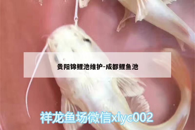 貴陽錦鯉池維護(hù):成都鯉魚池 廣州水族批發(fā)市場