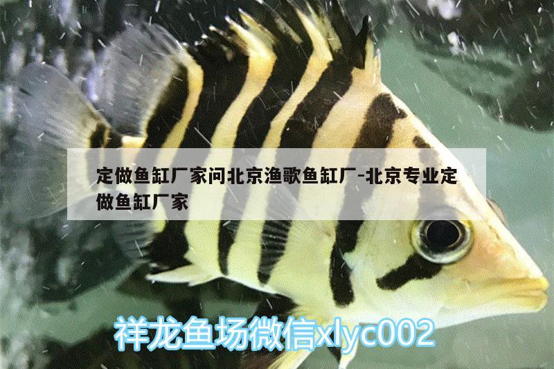 定做魚(yú)缸廠家問(wèn)北京漁歌魚(yú)缸廠:北京專(zhuān)業(yè)定做魚(yú)缸廠家 印尼虎苗