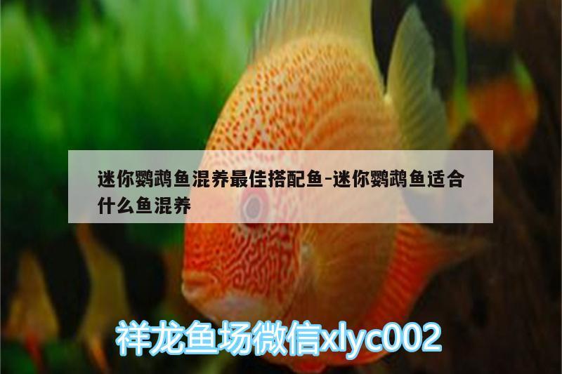 迷你鸚鵡魚混養(yǎng)最佳搭配魚:迷你鸚鵡魚適合什么魚混養(yǎng)