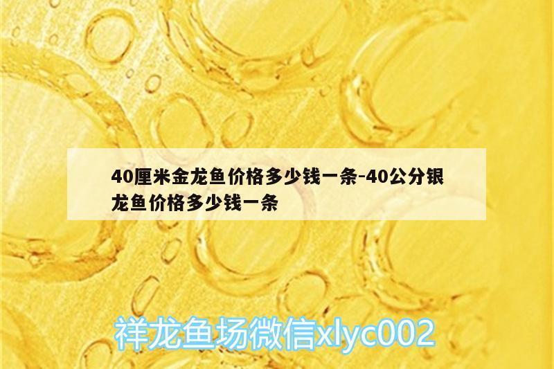 40厘米金龍魚價格多少錢一條:40公分銀龍魚價格多少錢一條 銀龍魚