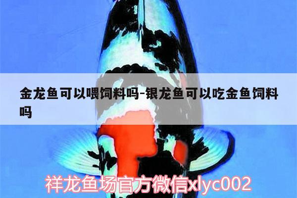 金龍魚可以喂飼料嗎:銀龍魚可以吃金魚飼料嗎 銀龍魚百科