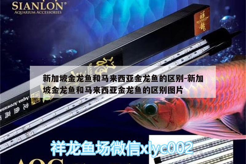 新加坡金龍魚和馬來西亞金龍魚的區(qū)別:新加坡金龍魚和馬來西亞金龍魚的區(qū)別圖片