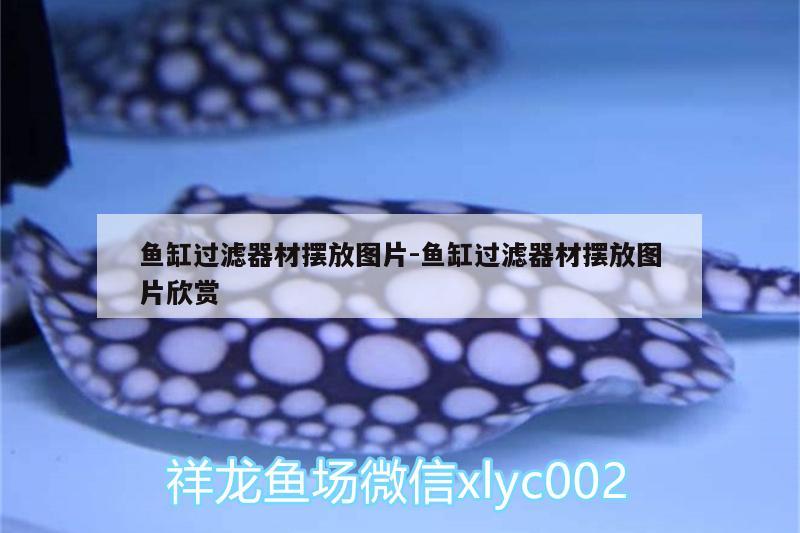 魚缸過濾器材擺放圖片:魚缸過濾器材擺放圖片欣賞 白子銀龍魚苗