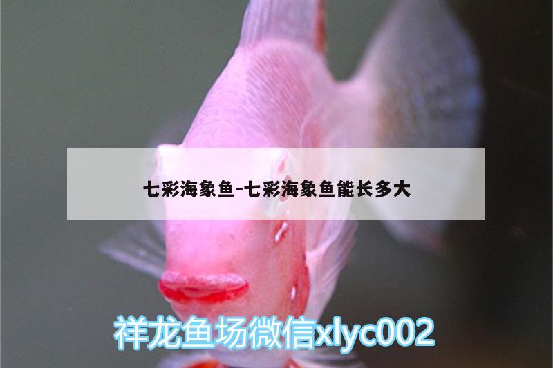 七彩海象魚:七彩海象魚能長多大