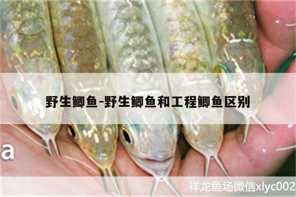 野生鯽魚:野生鯽魚和工程鯽魚區(qū)別