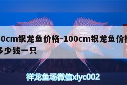 40cm銀龍魚價格:100cm銀龍魚價格多少錢一只 銀龍魚百科