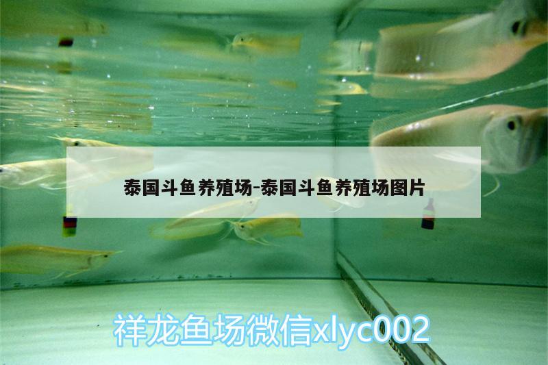 泰國斗魚養(yǎng)殖場:泰國斗魚養(yǎng)殖場圖片 泰國斗魚