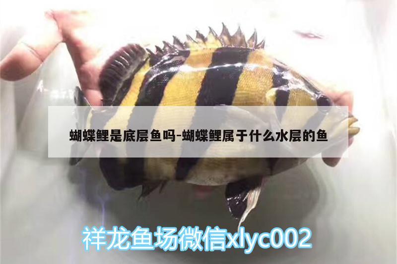 蝴蝶鯉是底層魚(yú)嗎:蝴蝶鯉屬于什么水層的魚(yú)