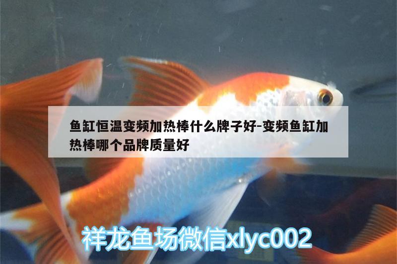 魚缸恒溫變頻加熱棒什么牌子好:變頻魚缸加熱棒哪個品牌質量好