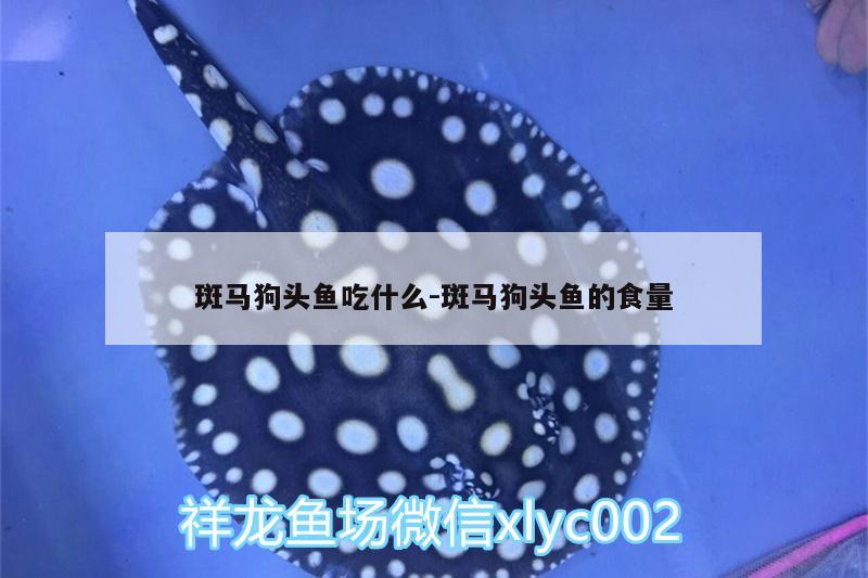 斑馬狗頭魚吃什么:斑馬狗頭魚的食量 斑馬狗頭魚