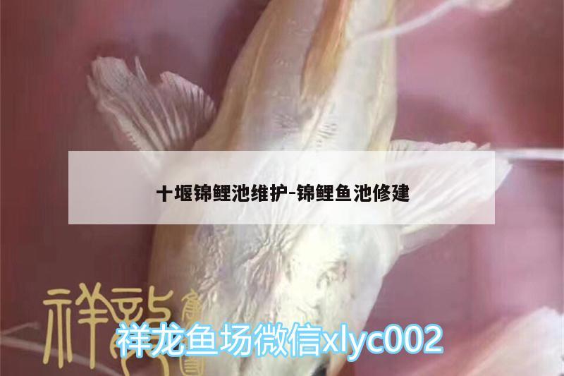 十堰錦鯉池維護(hù):錦鯉魚池修建