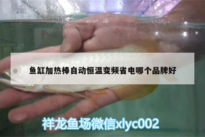 魚缸加熱棒自動(dòng)恒溫變頻省電哪個(gè)品牌好