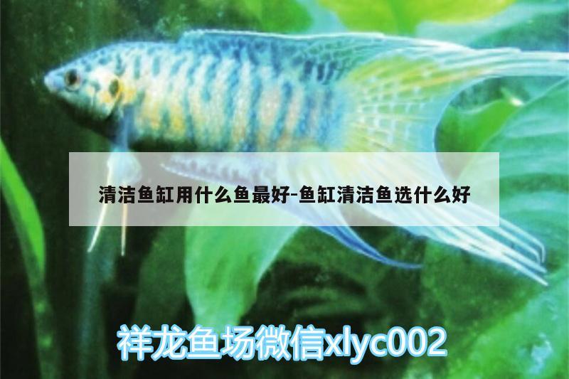 清潔魚缸用什么魚最好:魚缸清潔魚選什么好 非洲金鼓魚