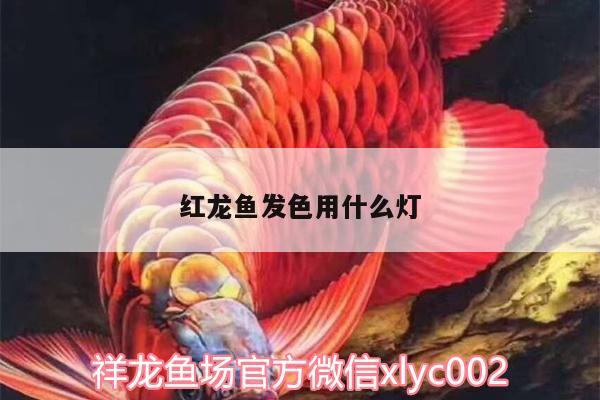 紅龍魚發(fā)色用什么燈 紅老虎魚