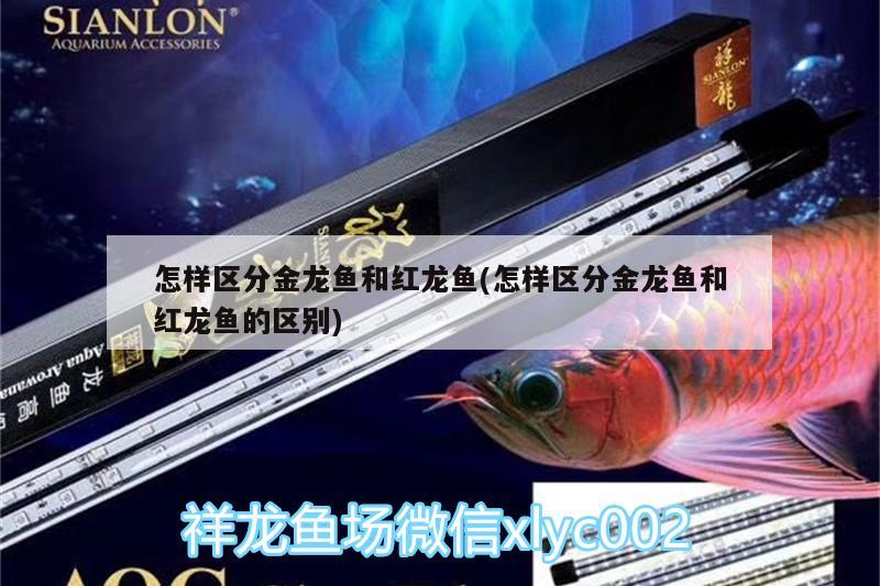 怎樣區(qū)分金龍魚和紅龍魚(怎樣區(qū)分金龍魚和紅龍魚的區(qū)別)