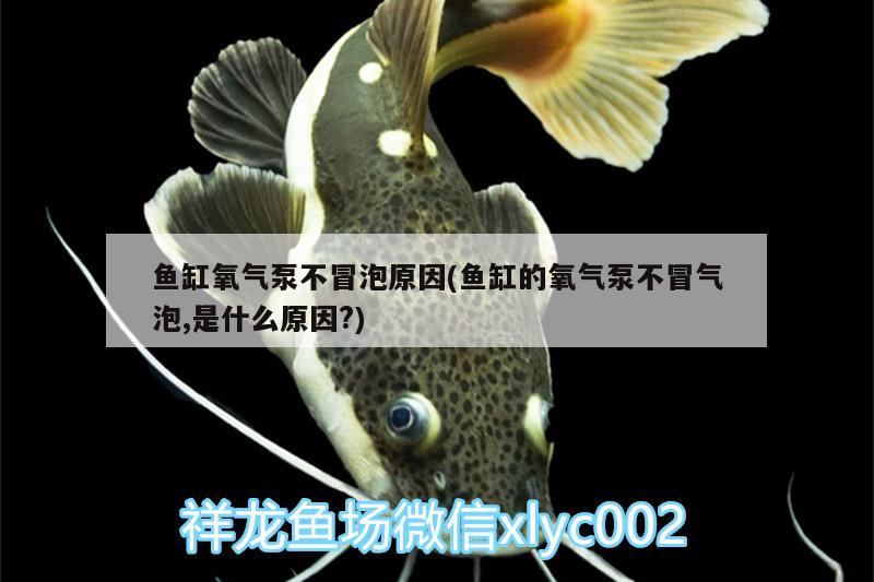 魚缸氧氣泵不冒泡原因(魚缸的氧氣泵不冒氣泡,是什么原因?) 粗線銀版魚