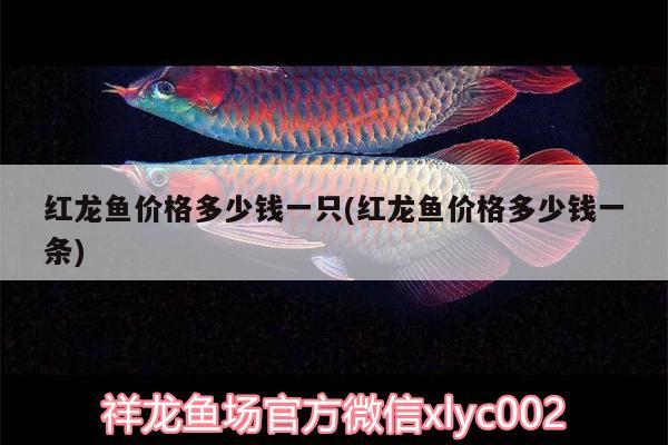 紅龍魚價格多少錢一只(紅龍魚價格多少錢一條) 魚缸風(fēng)水