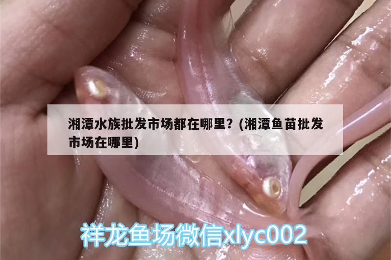 湘潭水族批發(fā)市場都在哪里？(湘潭魚苗批發(fā)市場在哪里) 觀賞魚水族批發(fā)市場