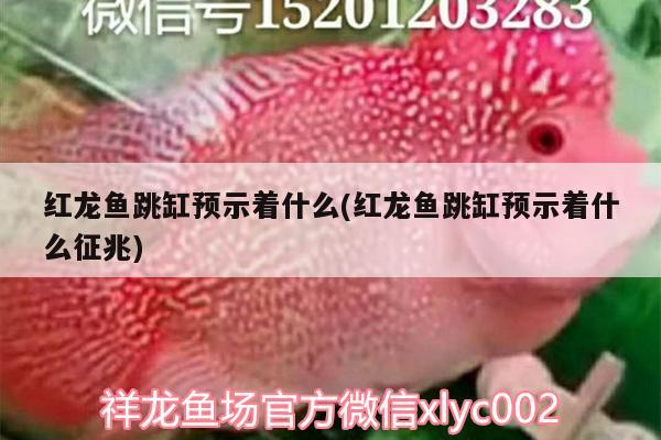 紅龍魚跳缸預(yù)示著什么(紅龍魚跳缸預(yù)示著什么征兆)