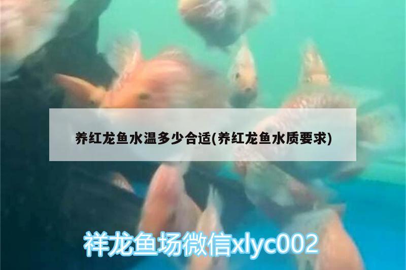 養(yǎng)紅龍魚水溫多少合適(養(yǎng)紅龍魚水質(zhì)要求) 二氧化碳設備