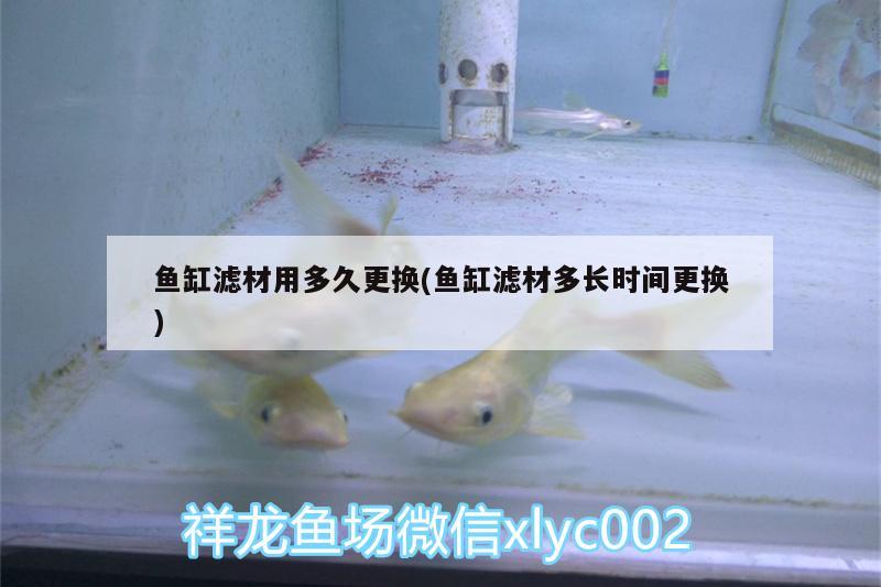 魚缸濾材用多久更換(魚缸濾材多長時間更換) 圣菲埃及魚 第2張