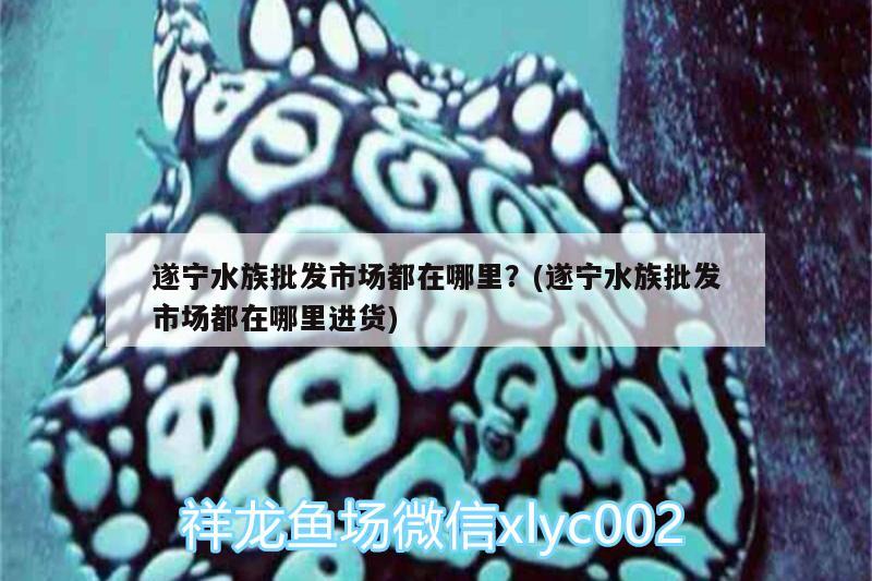 遂寧水族批發(fā)市場都在哪里？(遂寧水族批發(fā)市場都在哪里進(jìn)貨) 觀賞魚水族批發(fā)市場