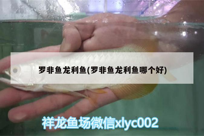 羅非魚龍利魚(羅非魚龍利魚哪個好)