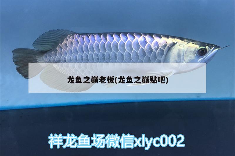 龍魚之巔老板(龍魚之巔貼吧)